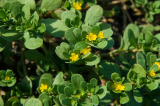 portulaka