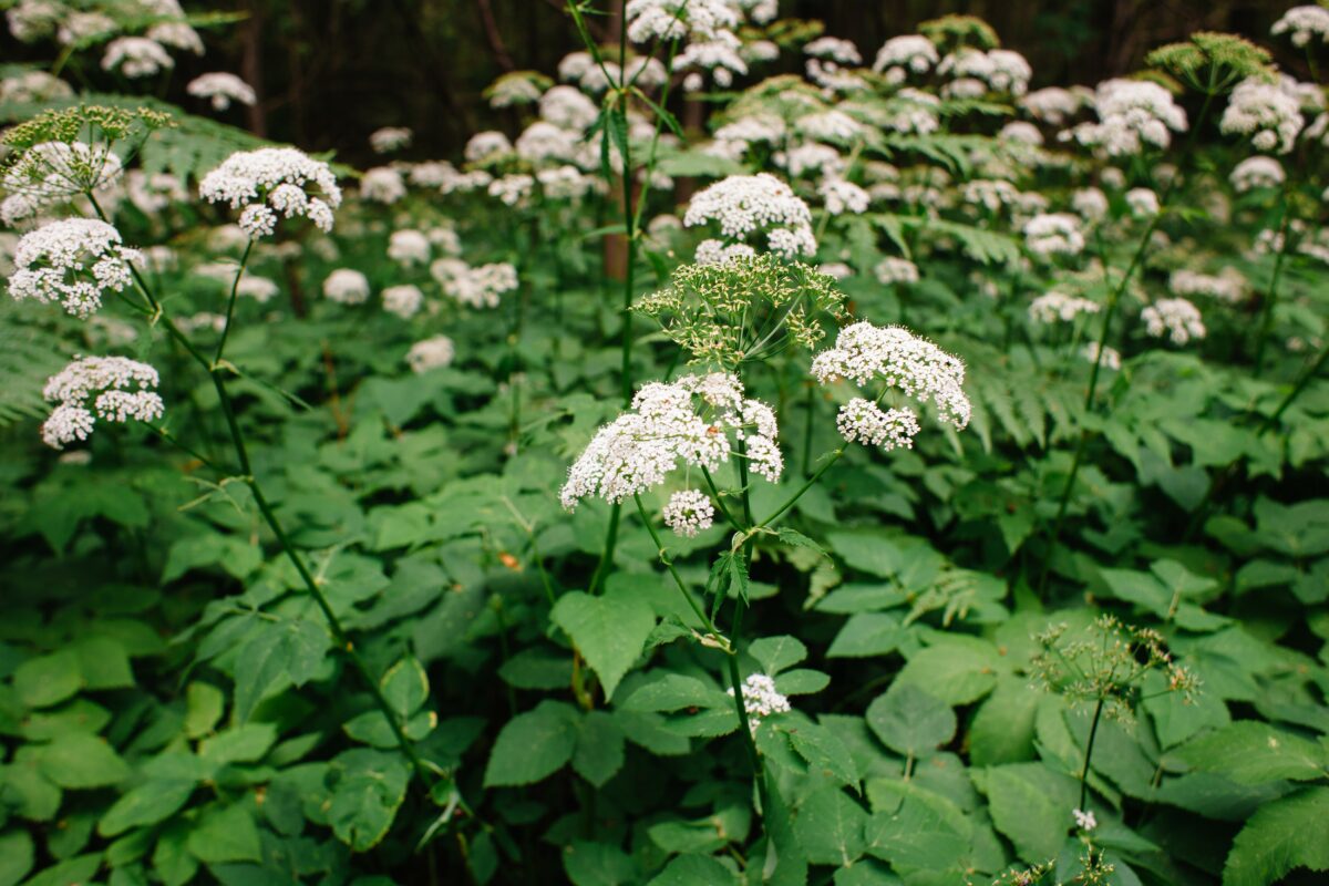 Kozonoha hostcová