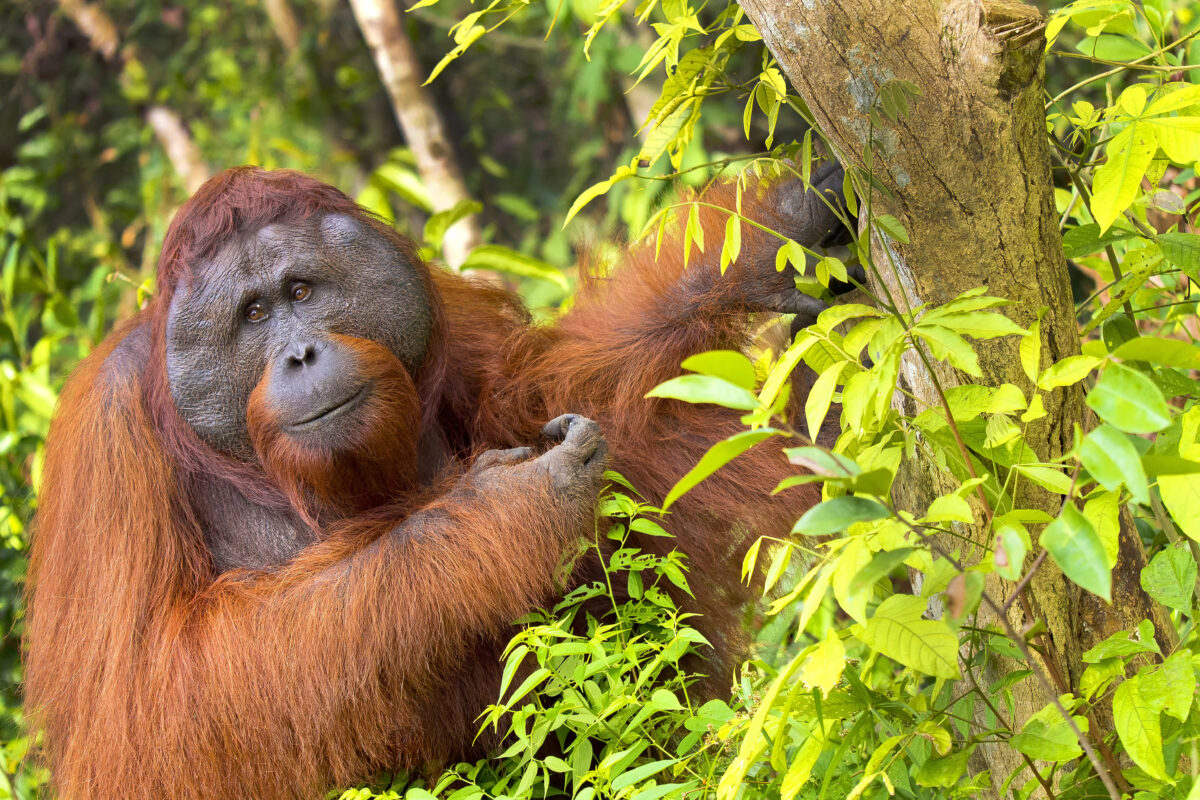 orangutan