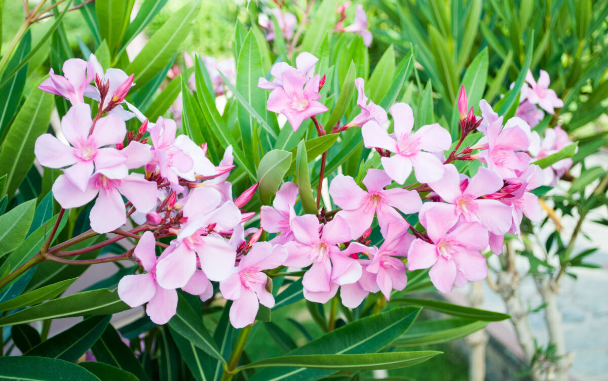 oleander