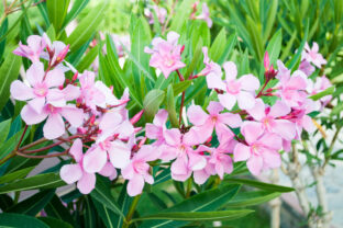oleander
