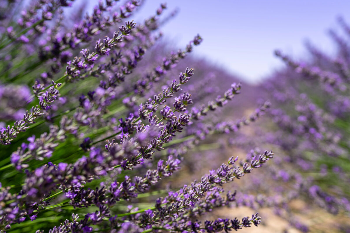 levandula