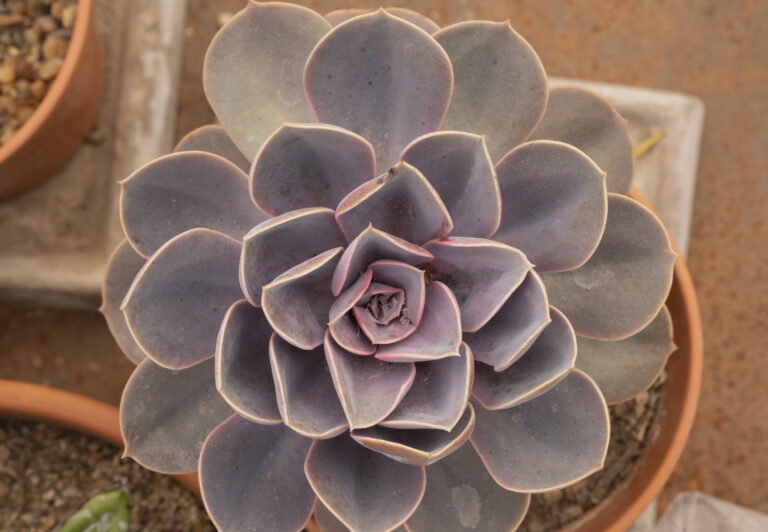 Najkrajšie fialové rastliny: 20 tipov, ktoré dodajú záhrade i interiéru eleganciu a šarm