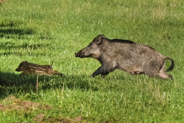 diviak mláďa lúka tráva