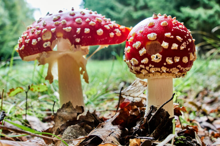 Jedovaté huby muchotrávka