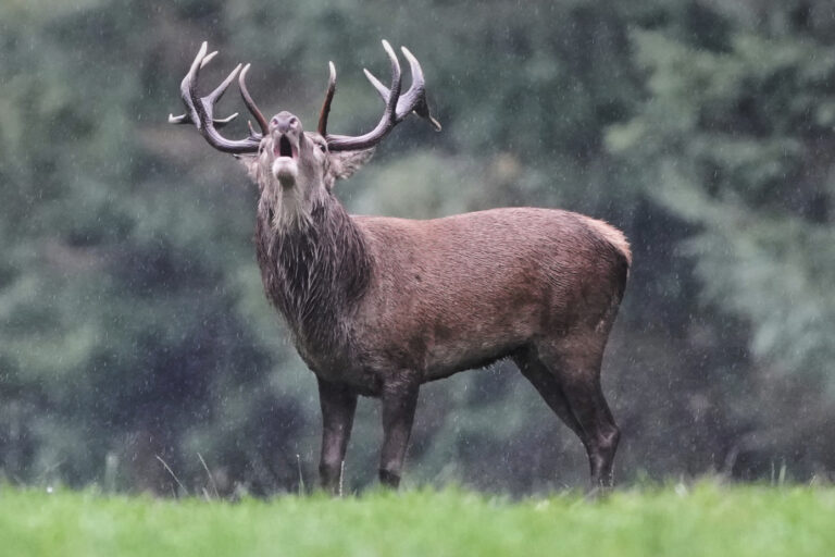 jeleň ruja rev vábenie vegetácia