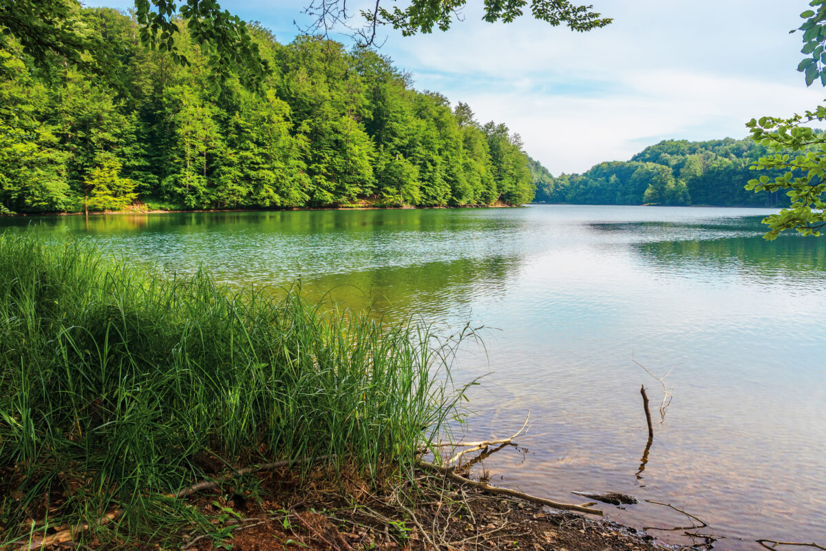 Morske Oko lake among primeval beech forest