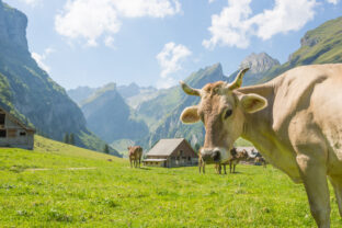 Cows grazing in Switzerland's green environment with scenic mountain views.