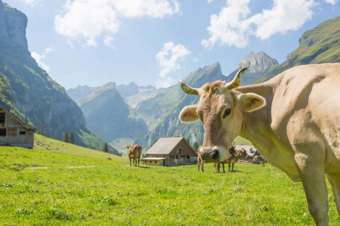 Cows grazing in Switzerland's green environment with scenic mountain views.