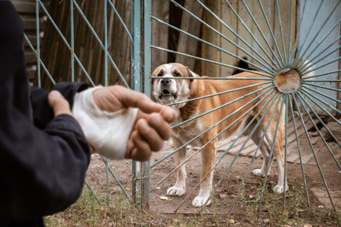 Male dog Alabai bit the man's hand. Bandaged human hand after dog bite Concept of animal care and rabies prevention