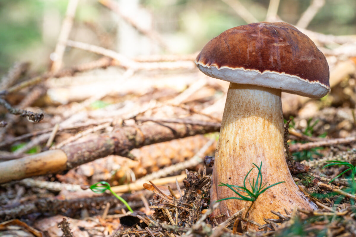 Wild edible boletus mushroom in the Forest