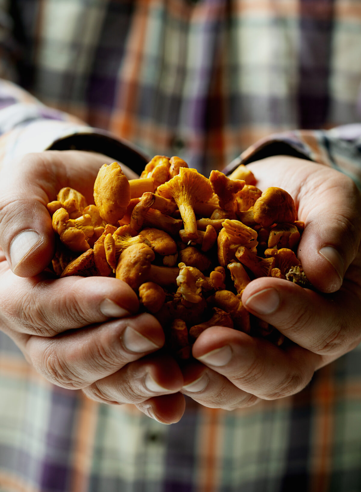 Chanterelle mushrooms