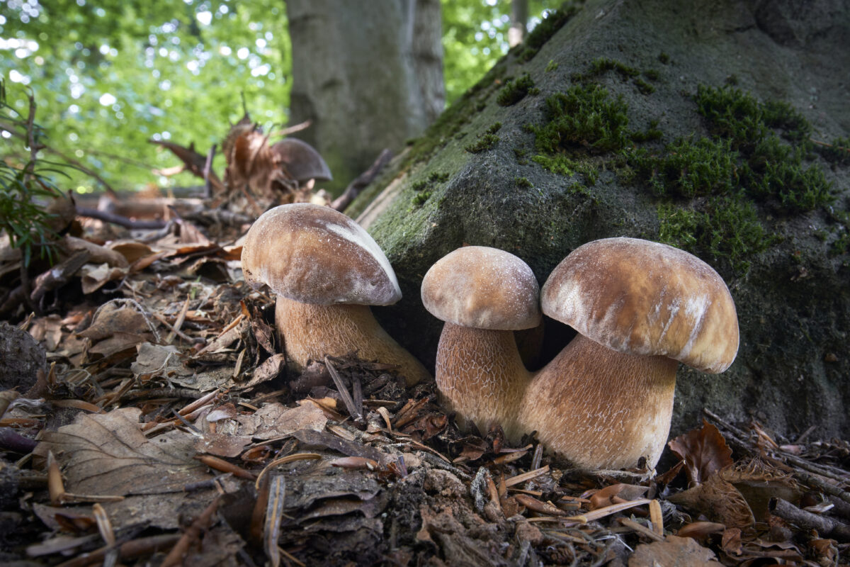 Boletus reticulatus