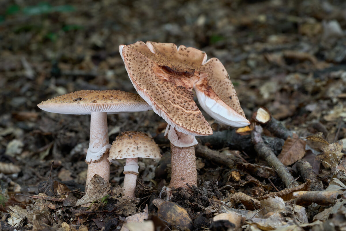 Amanita rubescens mushroom in the leaves. Known as blusher.