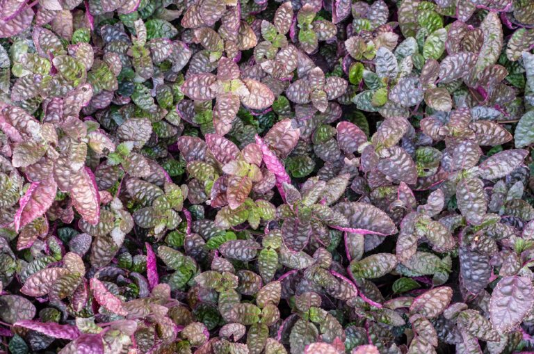 Najkrajšie fialové rastliny: 20 tipov, ktoré dodajú záhrade i interiéru eleganciu a šarm