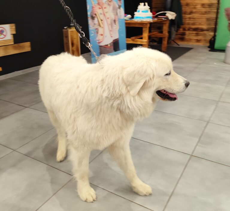 Súčasťou ikonických reklamných spotov je aj pes Dunčo.