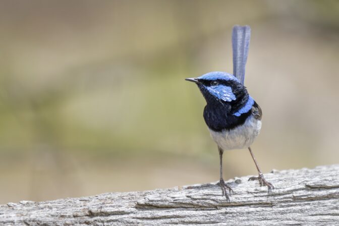 Samček zamatovca (Malurus cyaneus) s jasne modrým perím na konári – spevavý vták známy svojím charakteristickým správaním a melódiami.