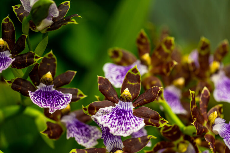 Najkrajšie fialové rastliny: 20 tipov, ktoré dodajú záhrade i interiéru eleganciu a šarm
