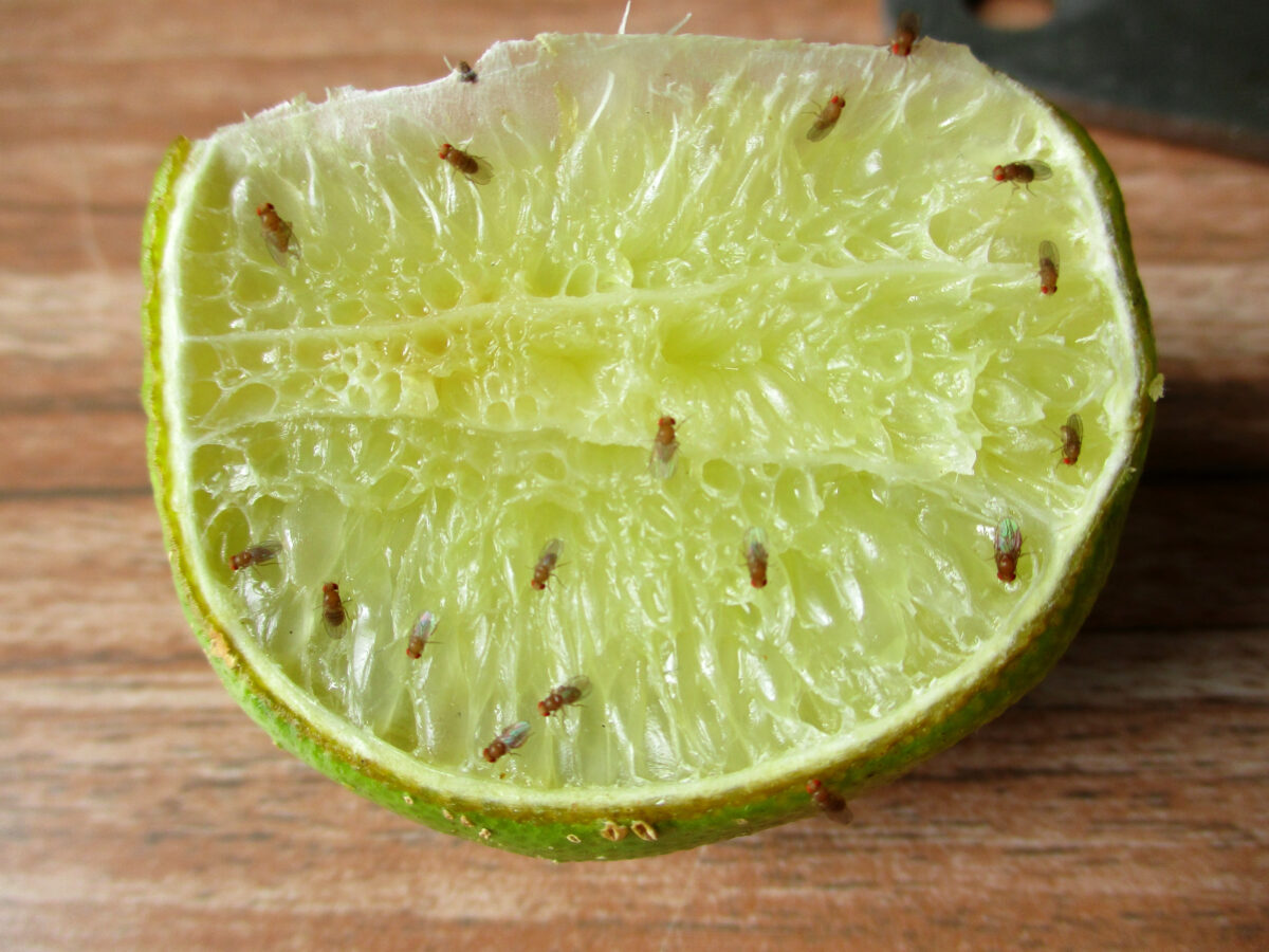 octomilky
