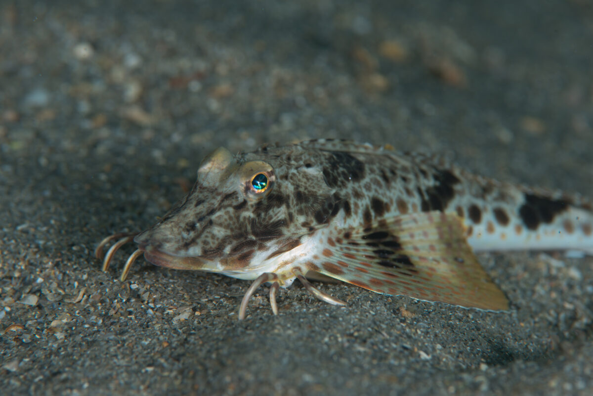 sea robins