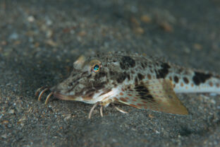 sea robins