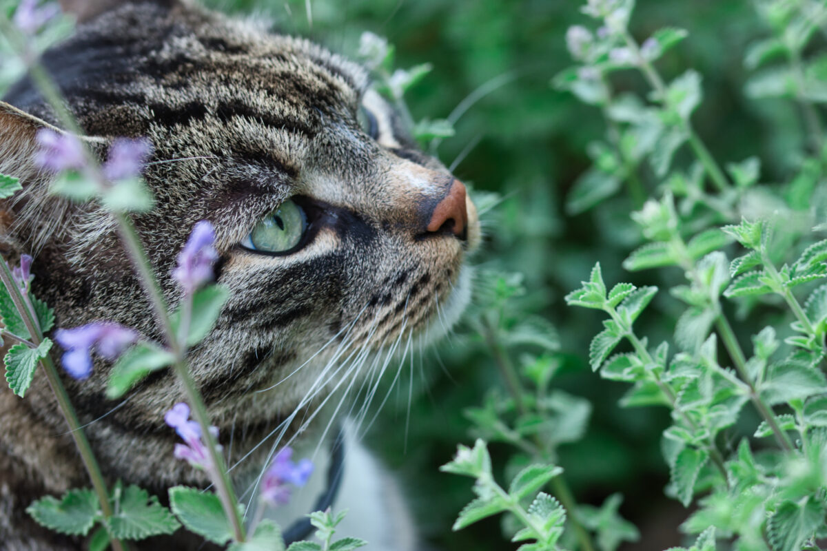 Nepeta
