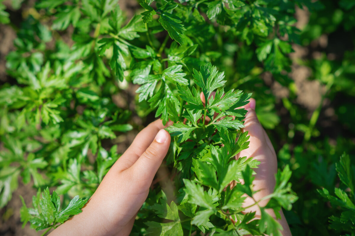 petržlenová vňať
