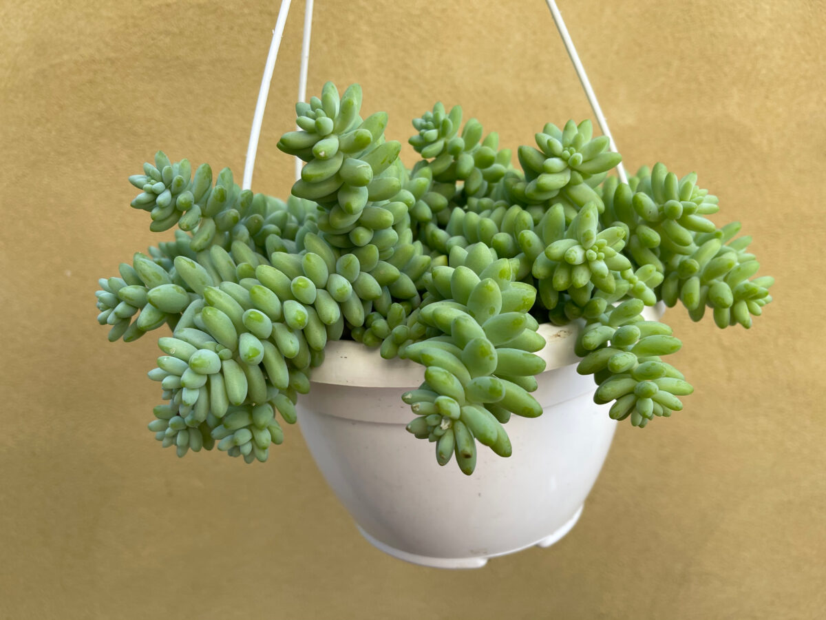 Sedum burrito