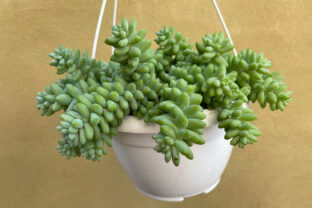 Sedum burrito