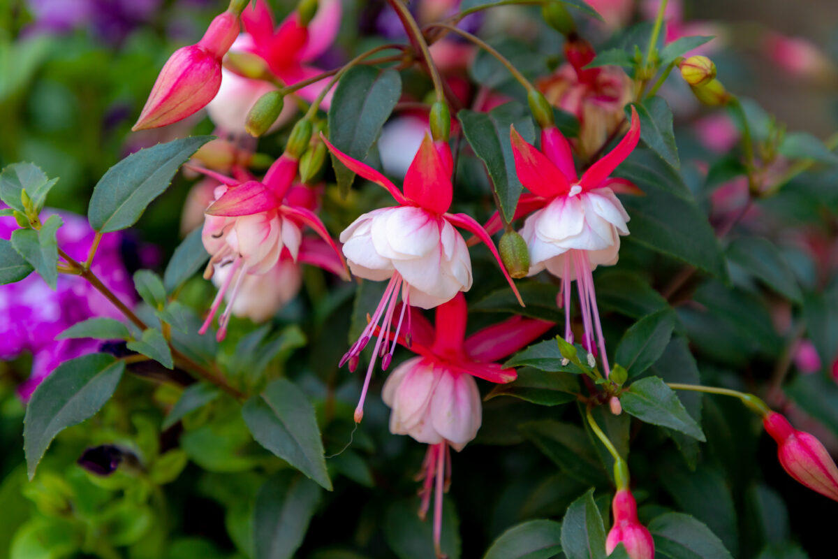 Fuksia