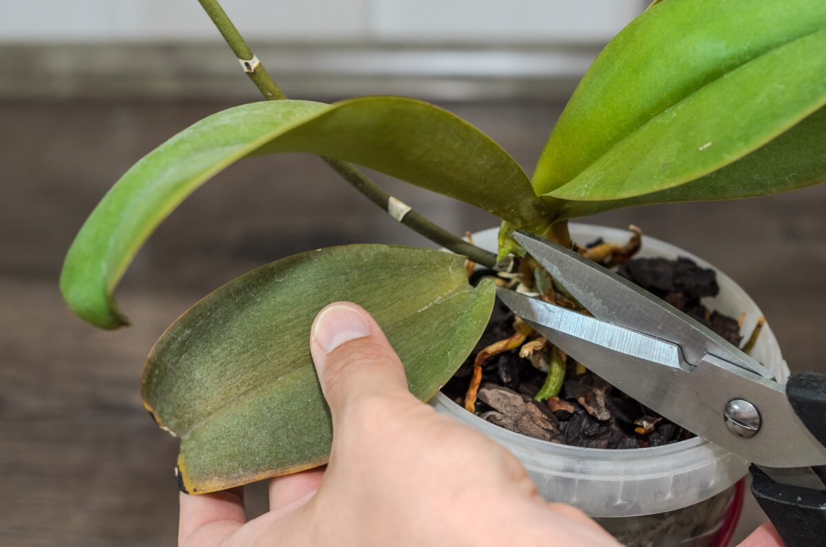 strihanie orchidey
