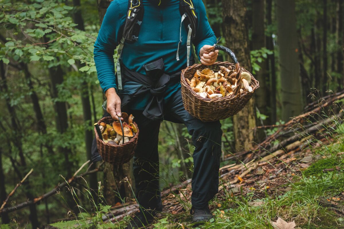 Košík plný hríbov