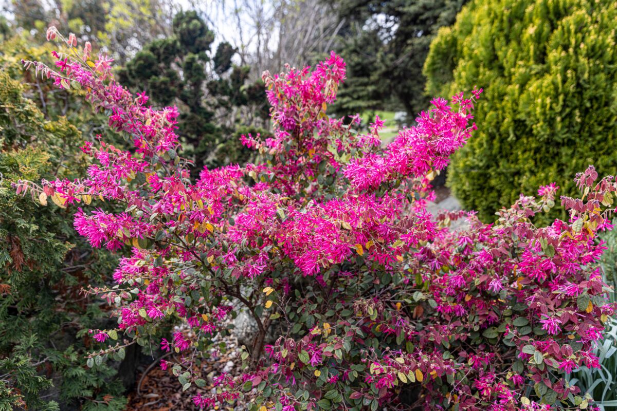 loropetalum