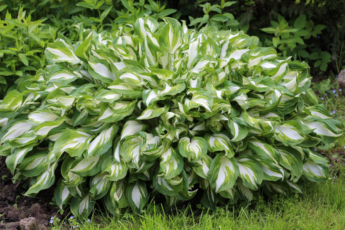 hosta