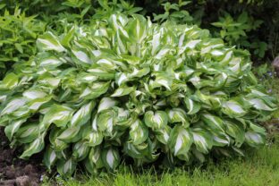 hosta