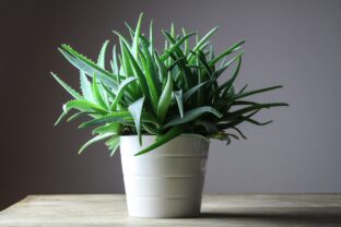 aloe vera