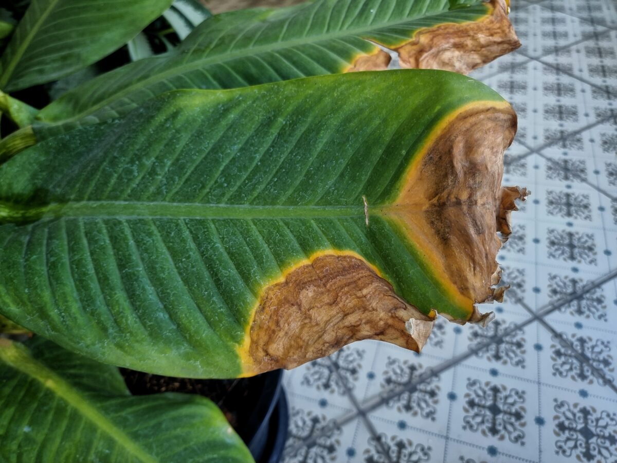 suché listy rastliny