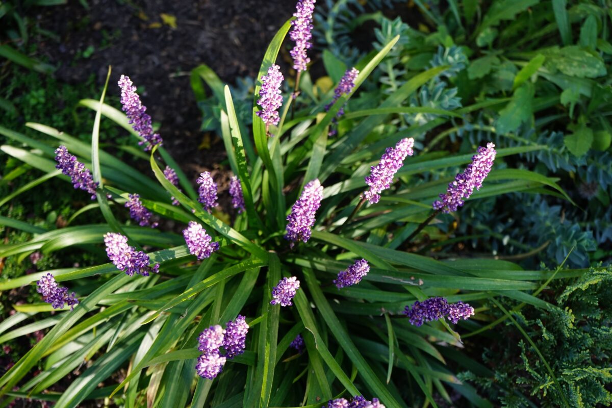Liriope