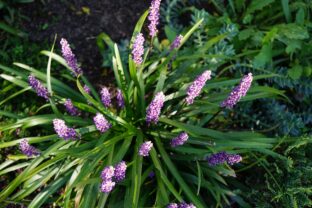 Liriope