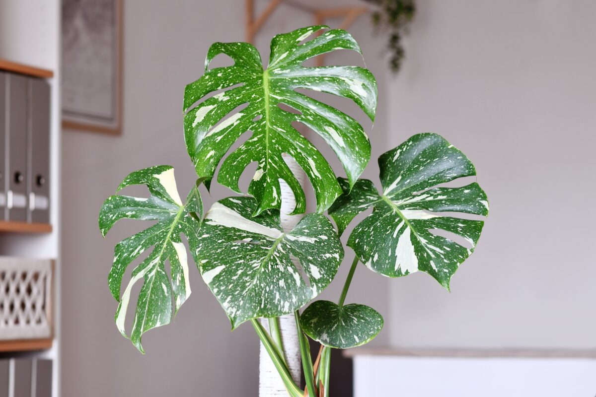 monstera