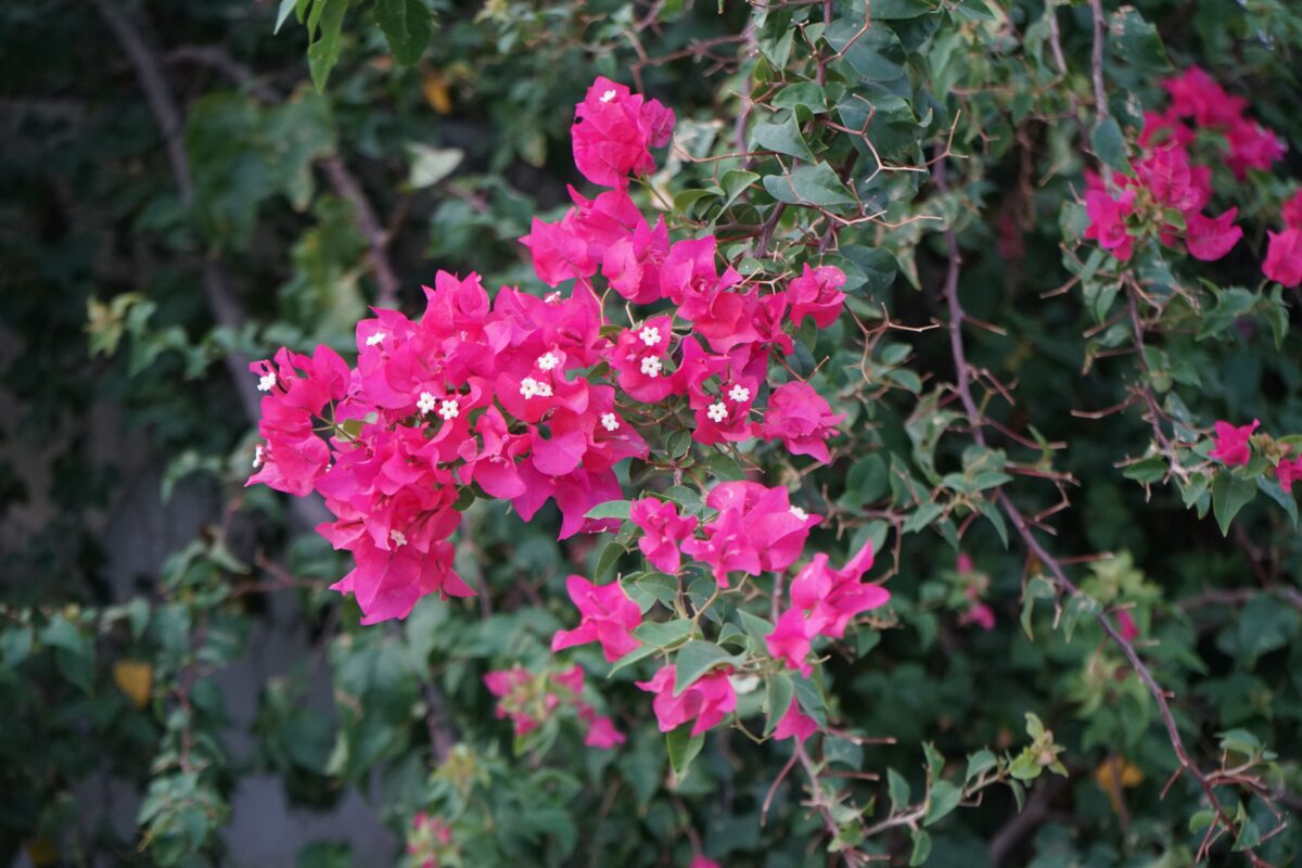 Bugénvilea