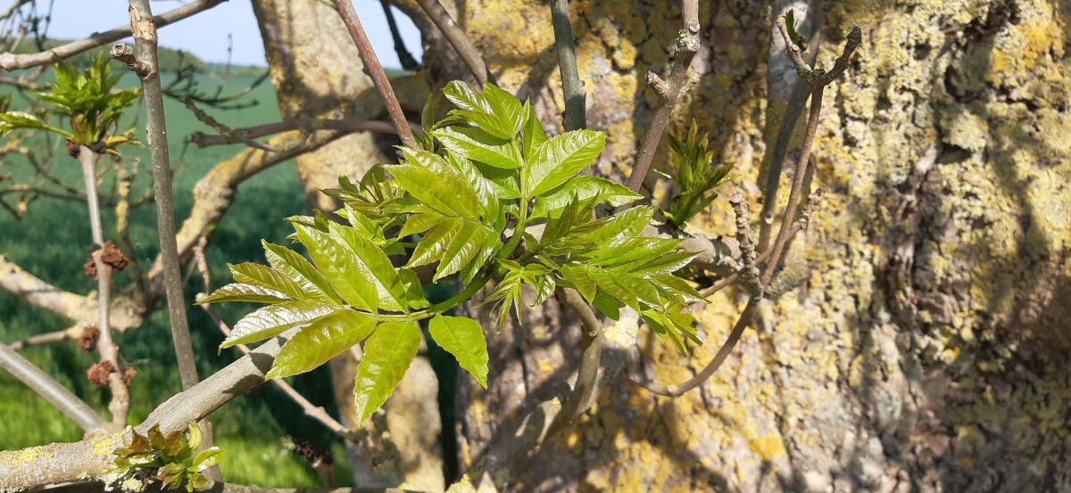 Fraxinus excelsior