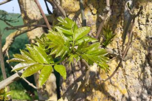 Fraxinus excelsior