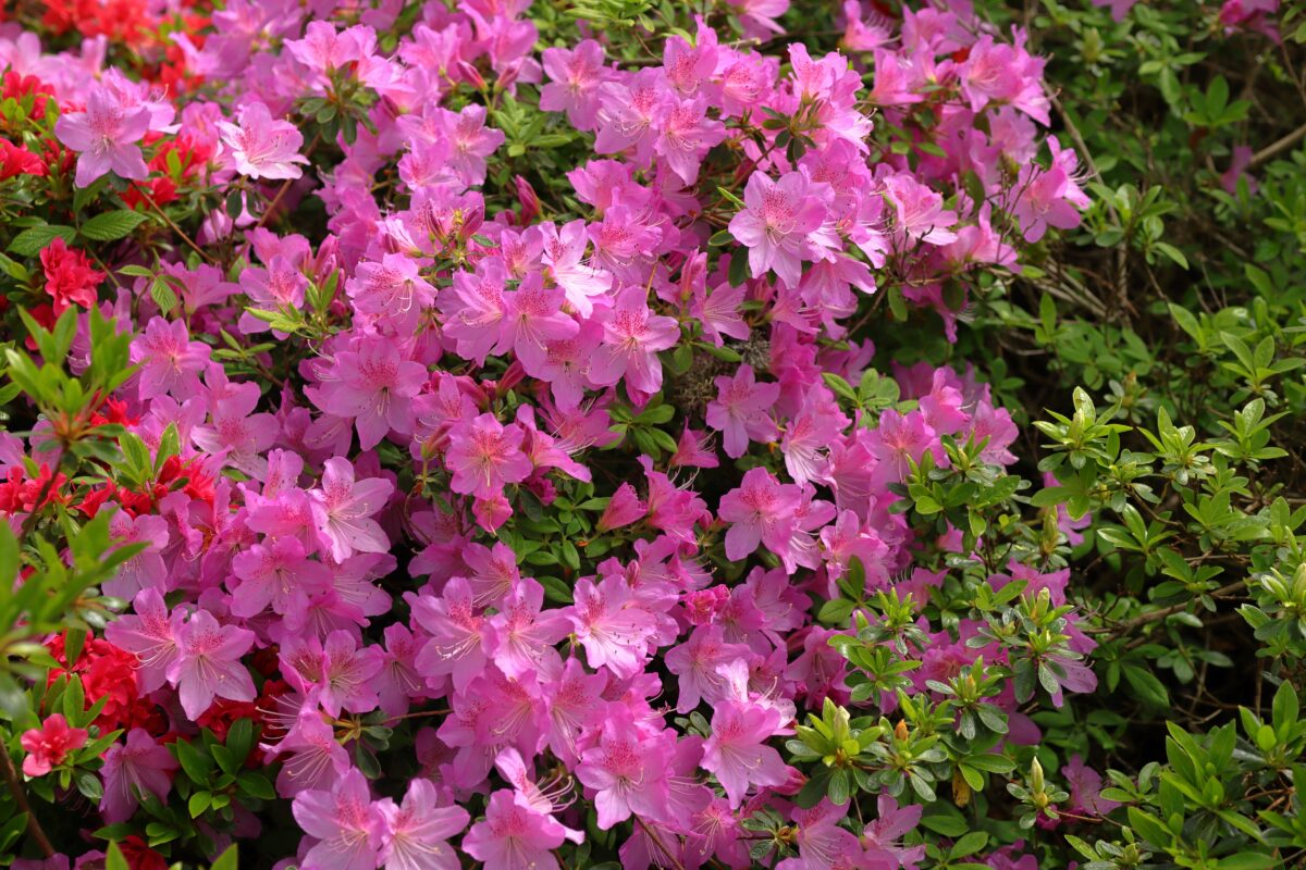 rododendrón