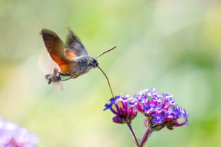 Macroglossum stellatarum