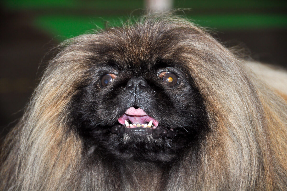 Pekinéz