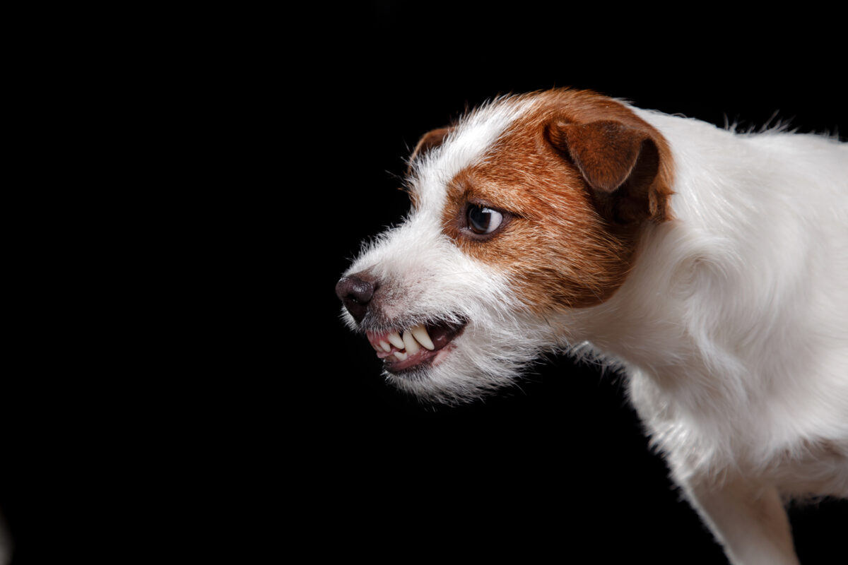 Jack Russell