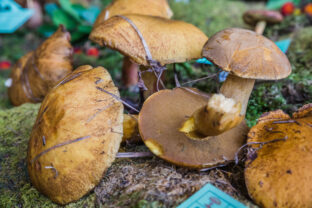 Suillus variegatus