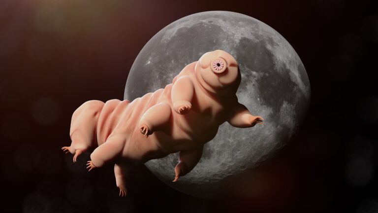 Tardigrady: Najodolnejšia forma života na Zemi, ktorá prežije aj koniec sveta