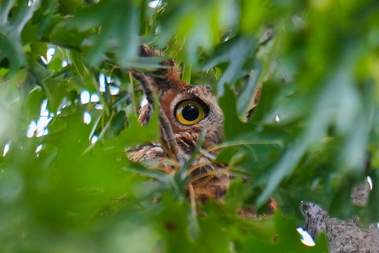 sova rohatá listy strom